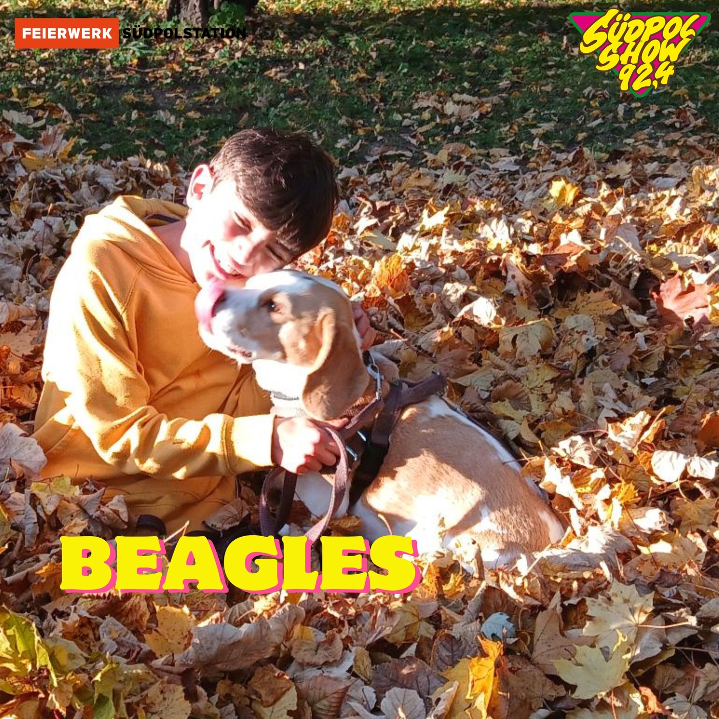 Beagles | Mein Lieblingstier