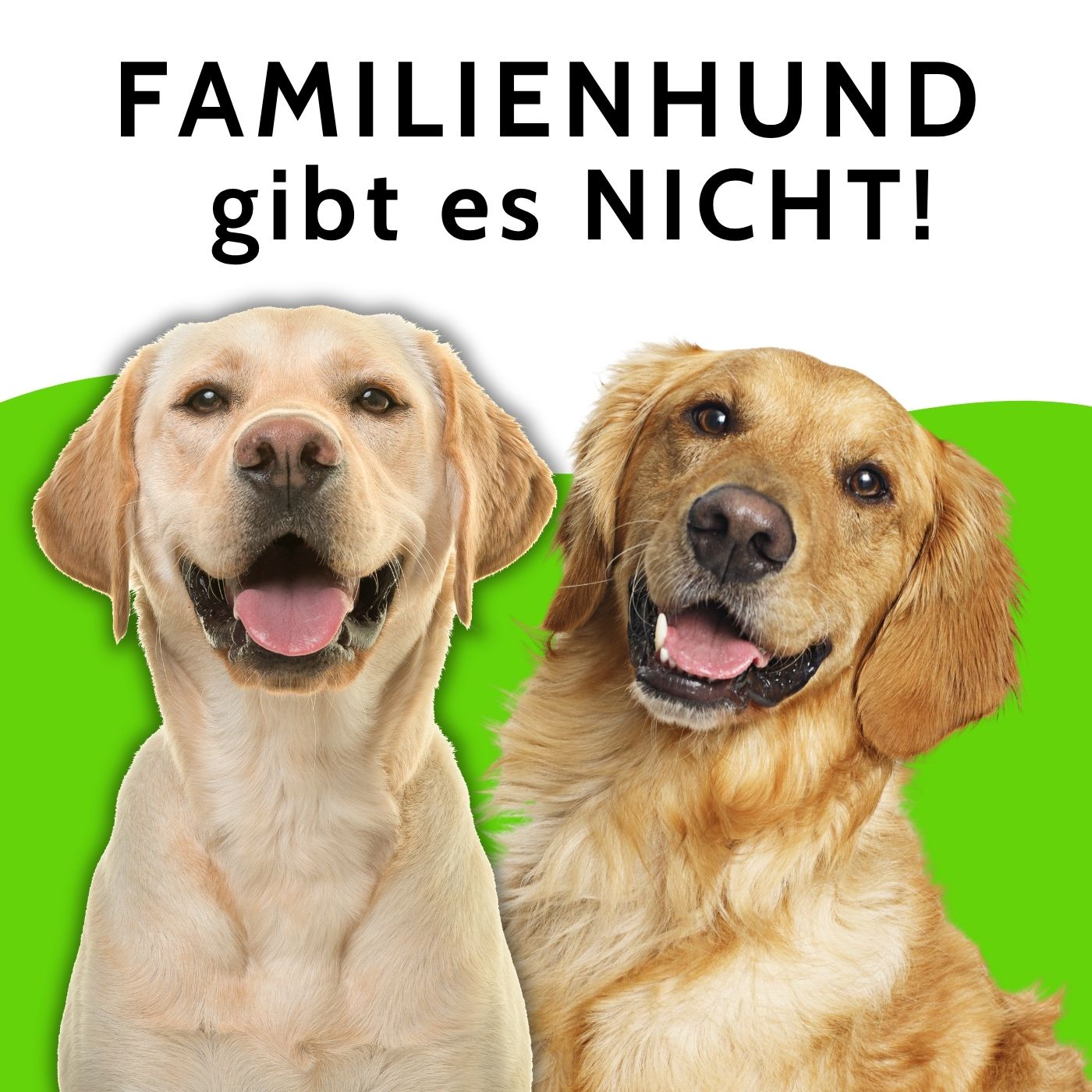 Familienhund gesucht: Warum die Rasse allein nicht reicht