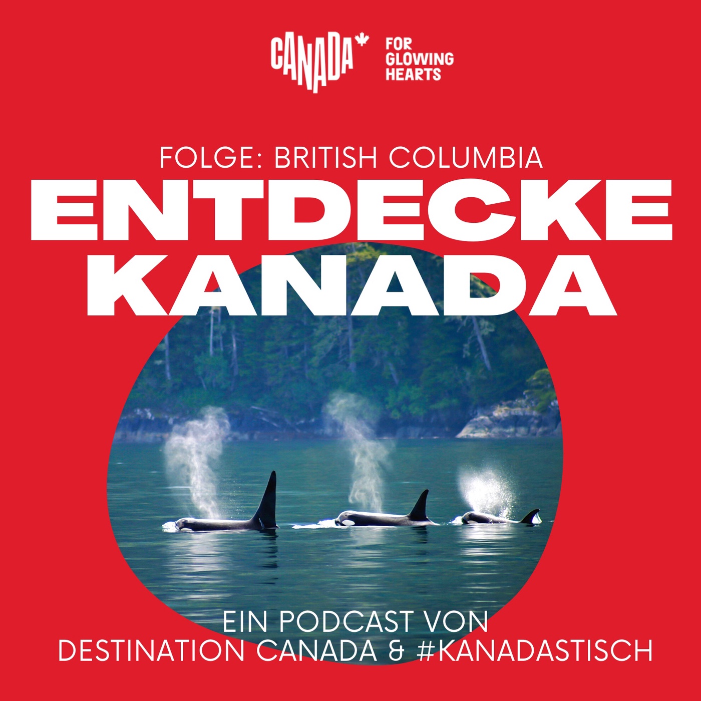 British Columbia: Wale Bären, Berge und Meer