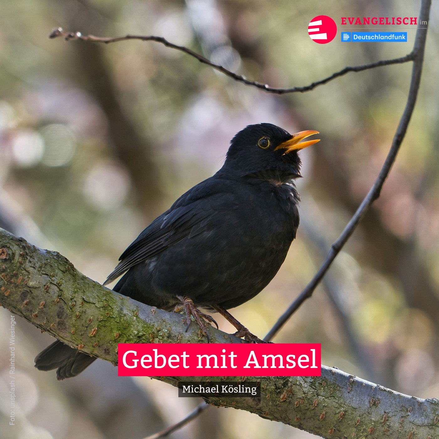 Gebet mit Amsel