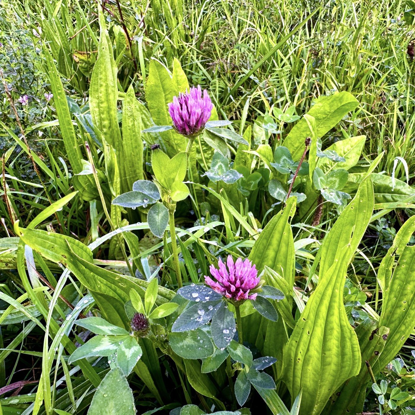 Folge 113: Kleegras, Wirtschaftsdünger und Wiederkäuer – Nachhaltigkeit, Bodenfruchtbarkeit & Ertrag