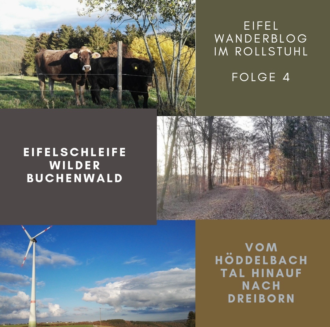 EifelSchleife Wilder Buchenwald /  Vom Höddelbachtal nach Dreiborn