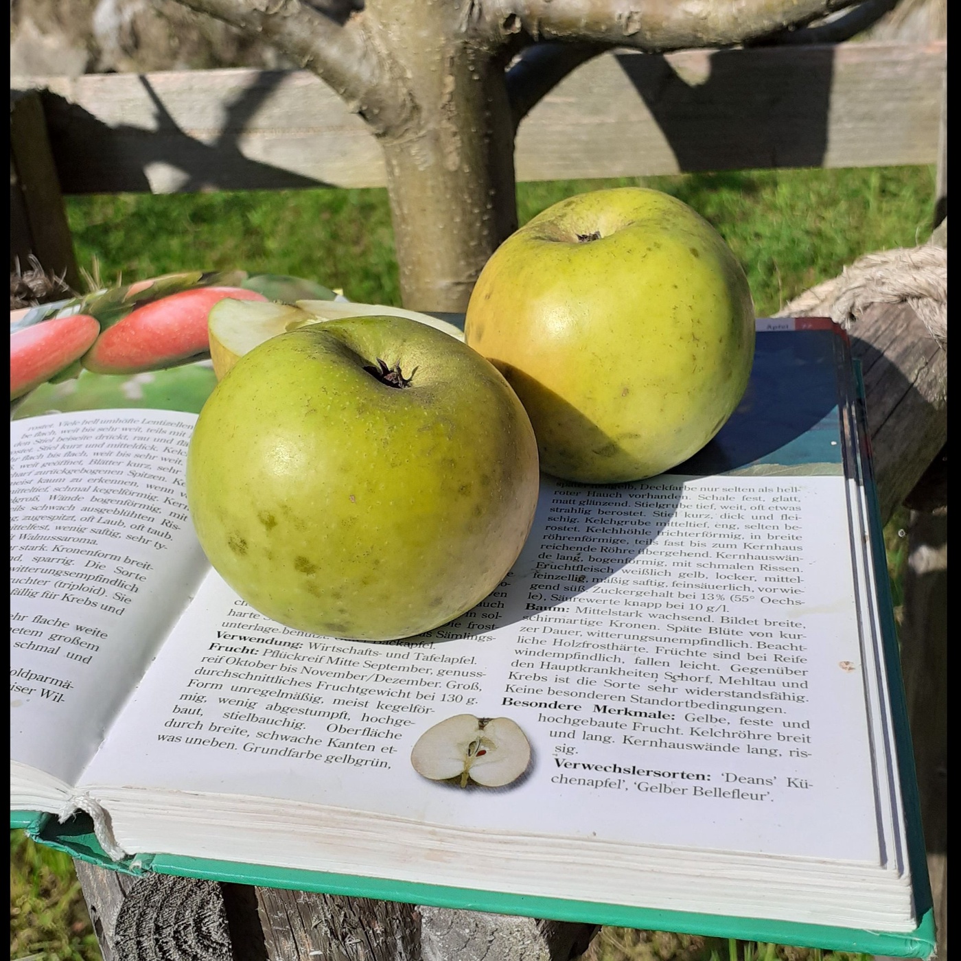 Streuobstkartierung in der Region