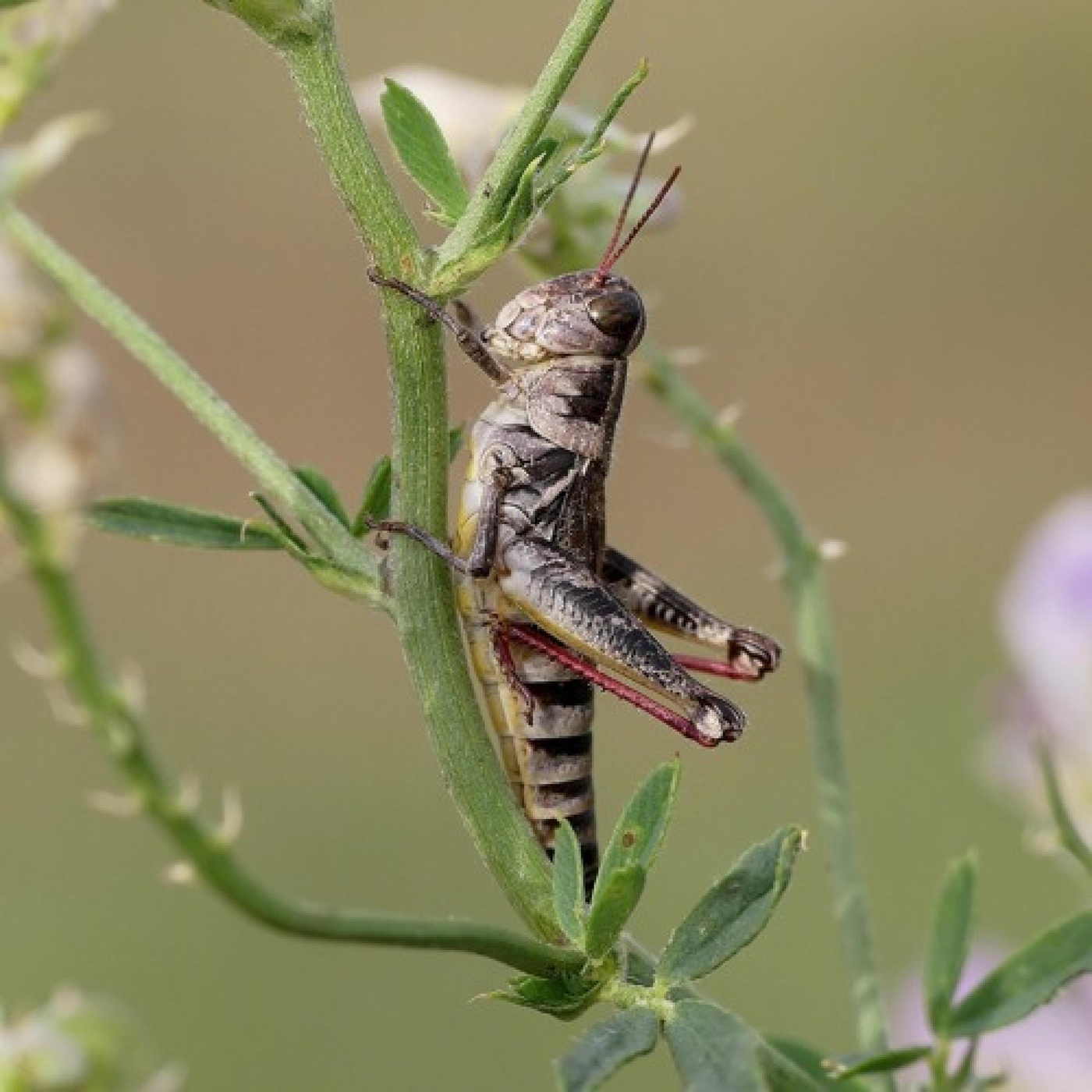 Insektenatlas: Insekten als Nahrungsmittel? (3/3)