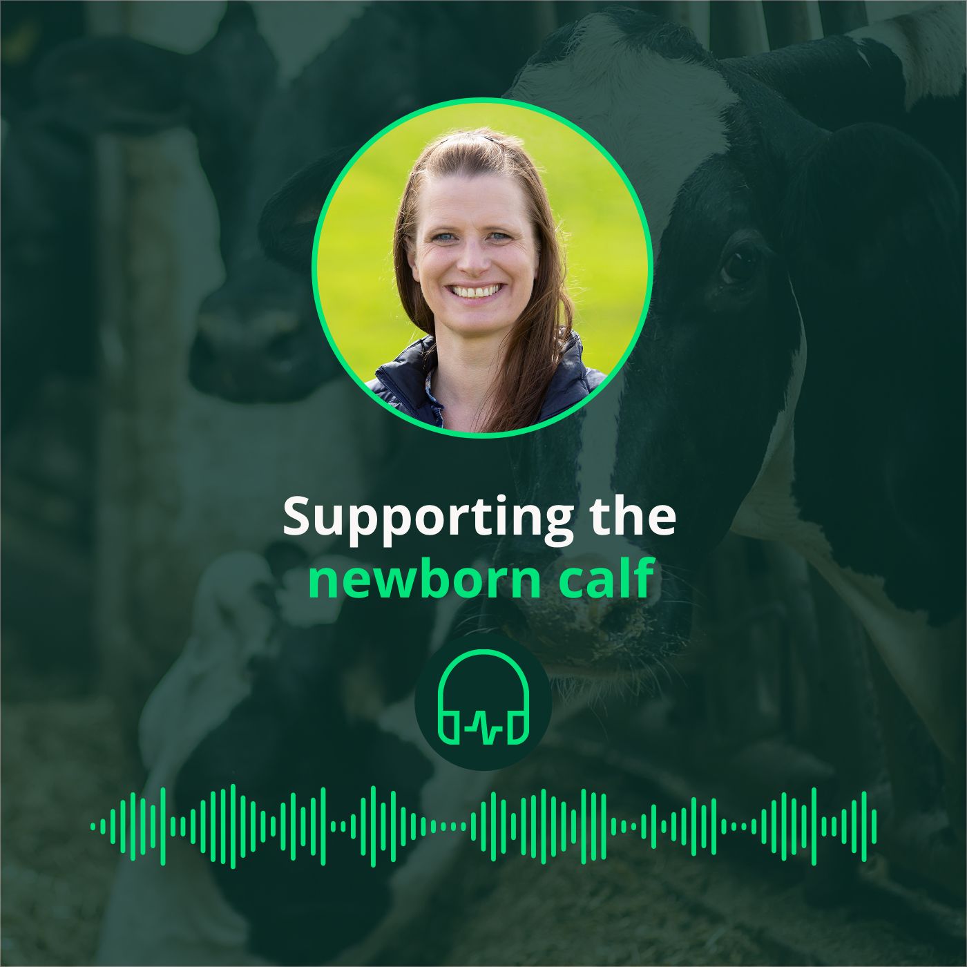 Supporting the newborn calf || S’occuper du veau nouveau-né
