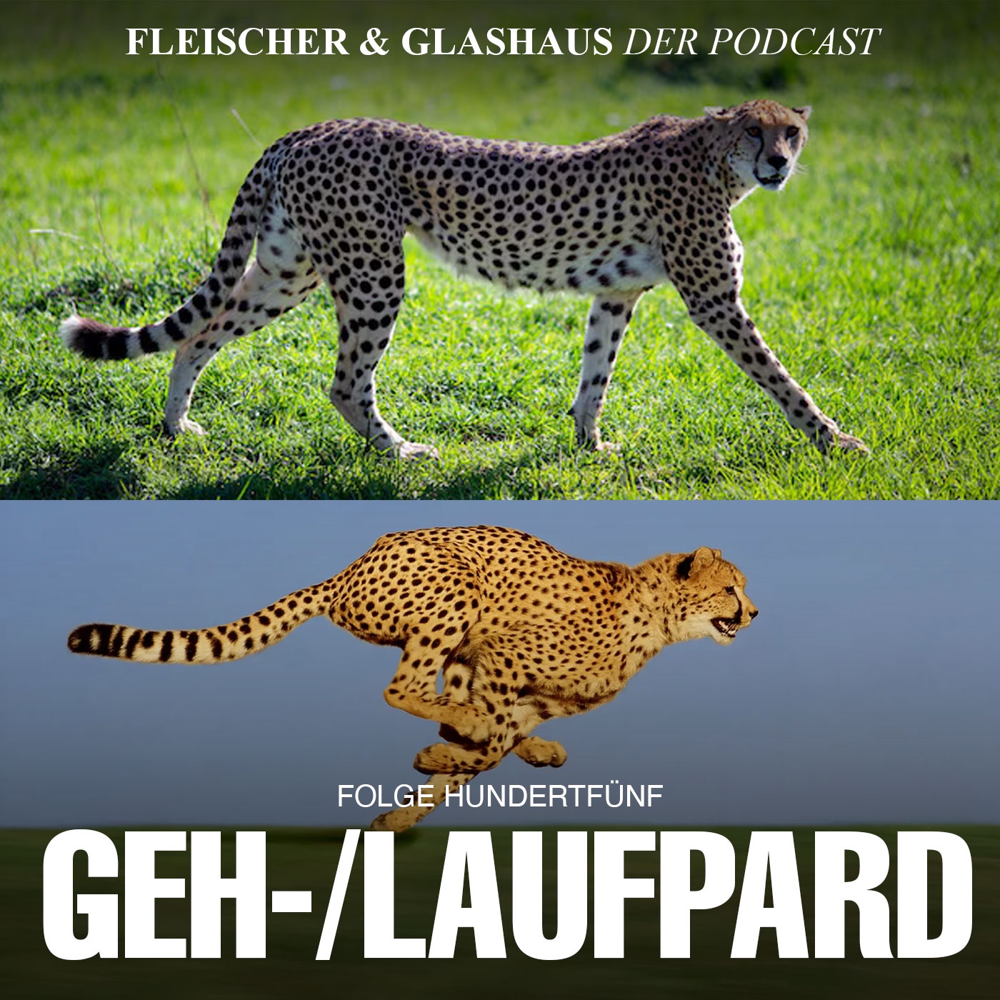 Wanderfalke und Gepard: Wieso klingen schnelle Tiere so langsam?