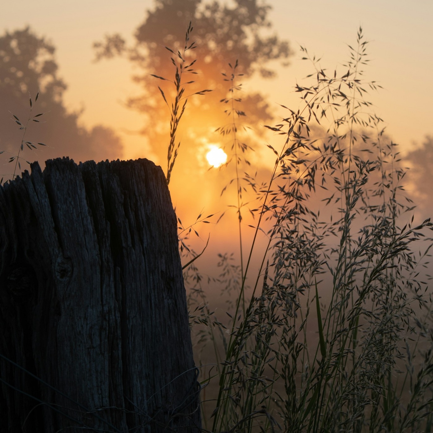 Gelobt sei deine Treu (EG.E 16)