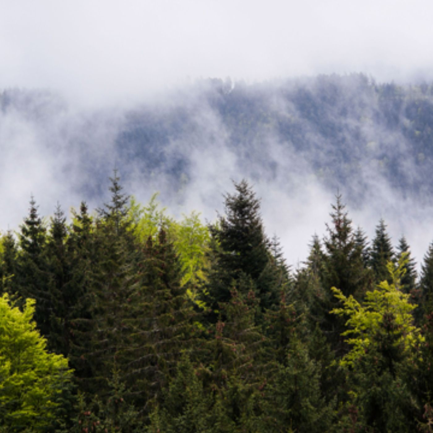 Perspektiven: Die Sprache der Pflanzen