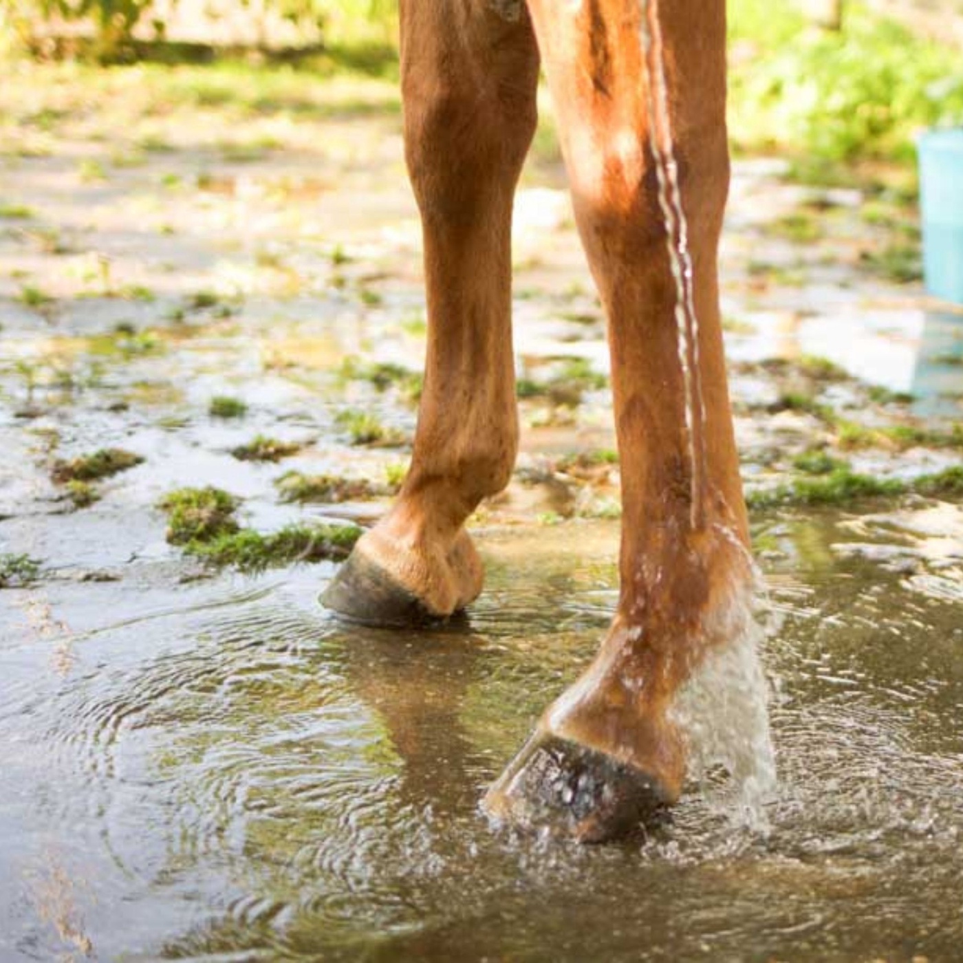Pferd richtig Waschen? So gehts!