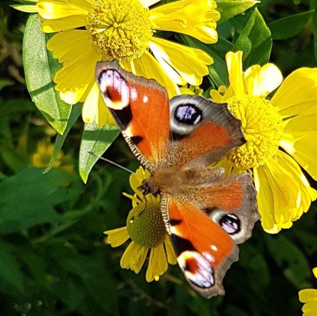 Gott sorgt durch seinen Geist für eine Metamorphose