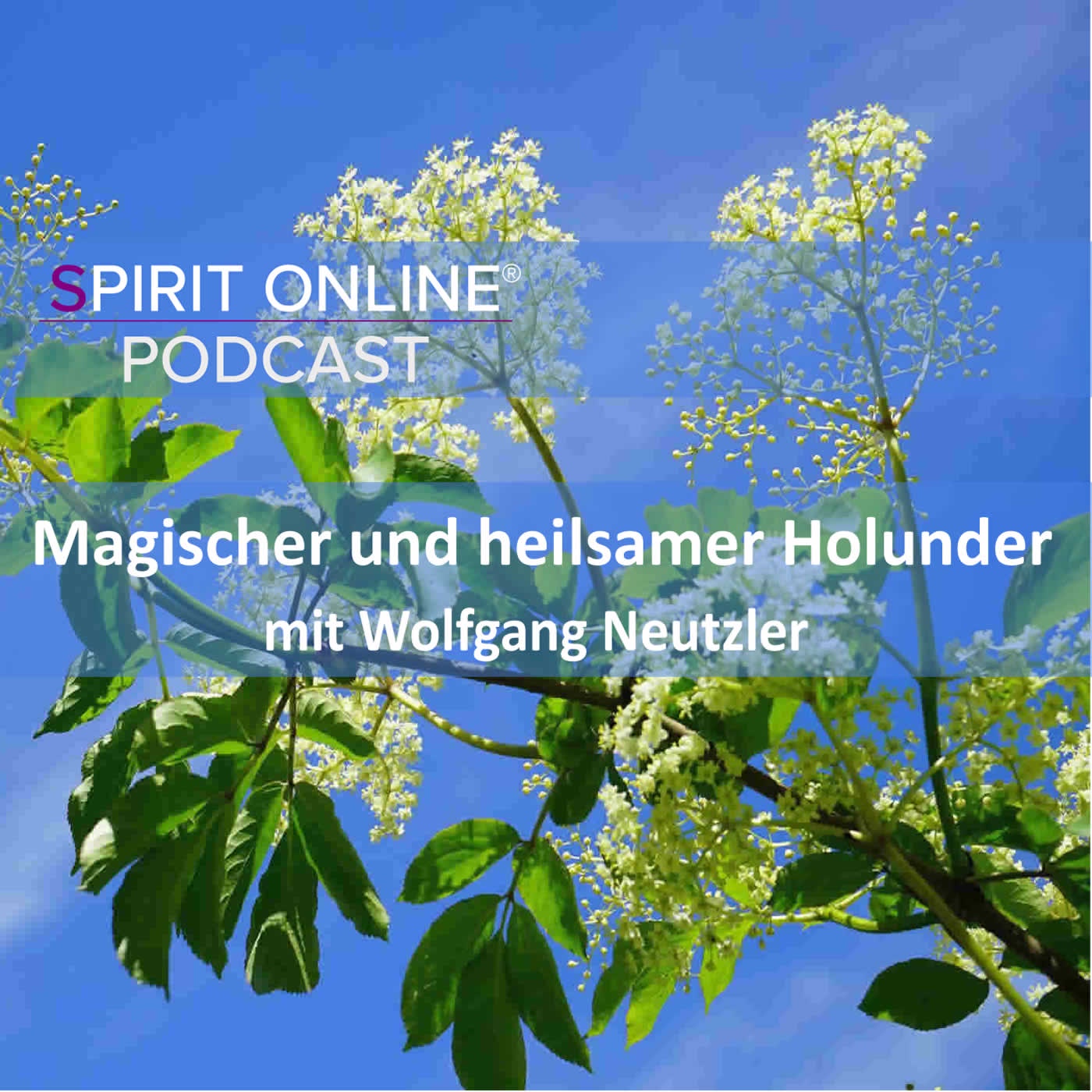 Magischer und heilsamer Holunder mit Wolfgang Neutzler
