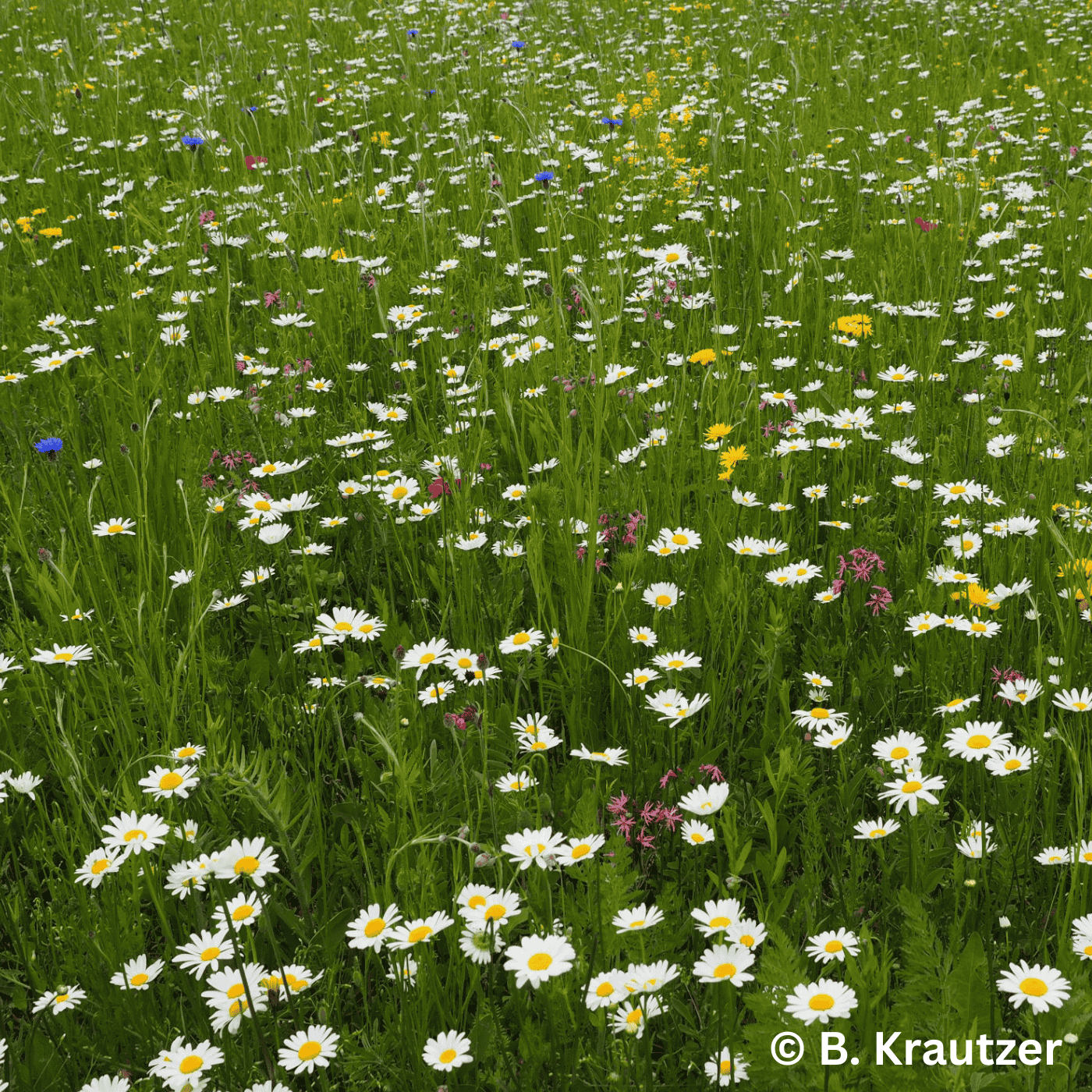 Folge xxx: Mehr Biodiversität vor unserer Haustür