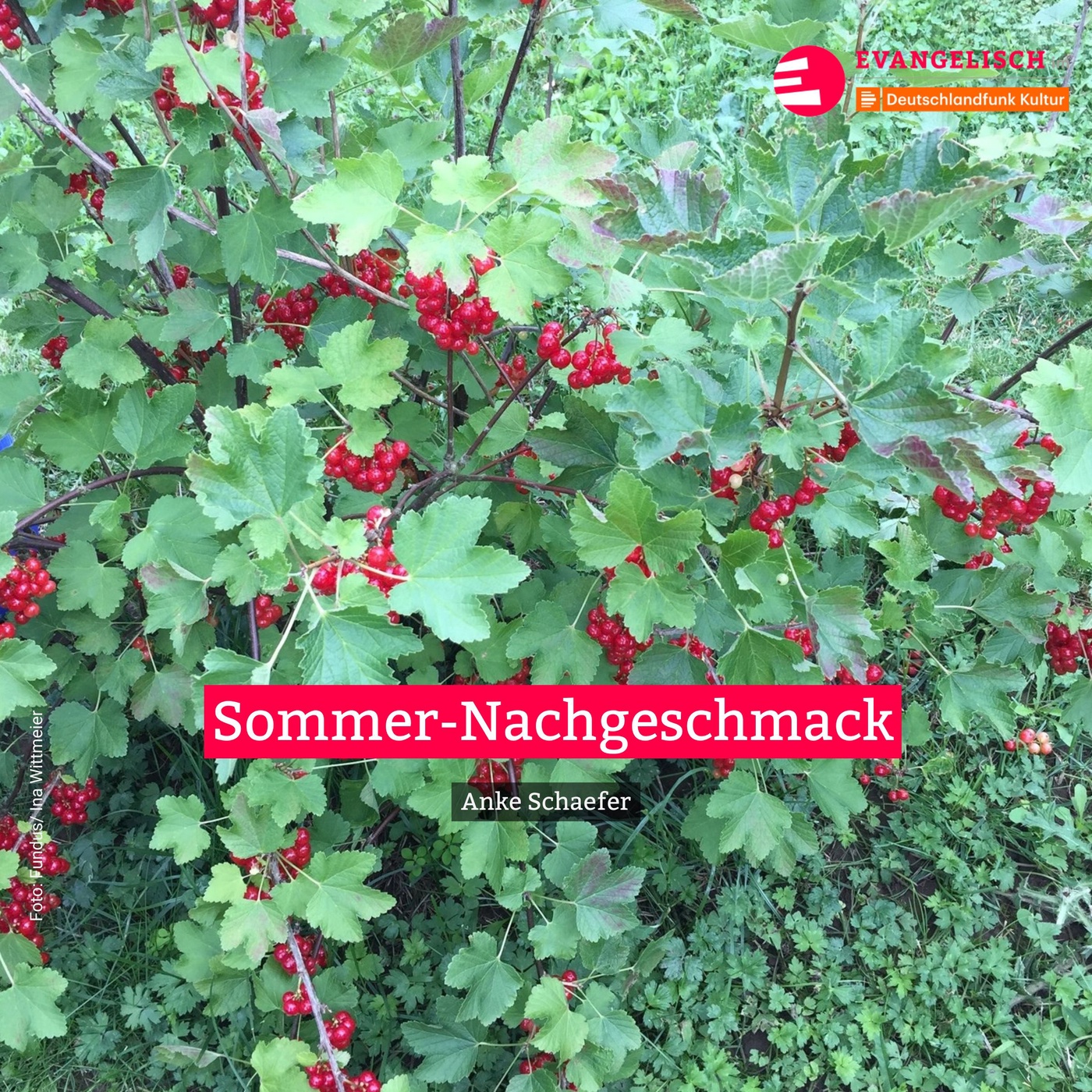 Sommer-Nachgeschmack