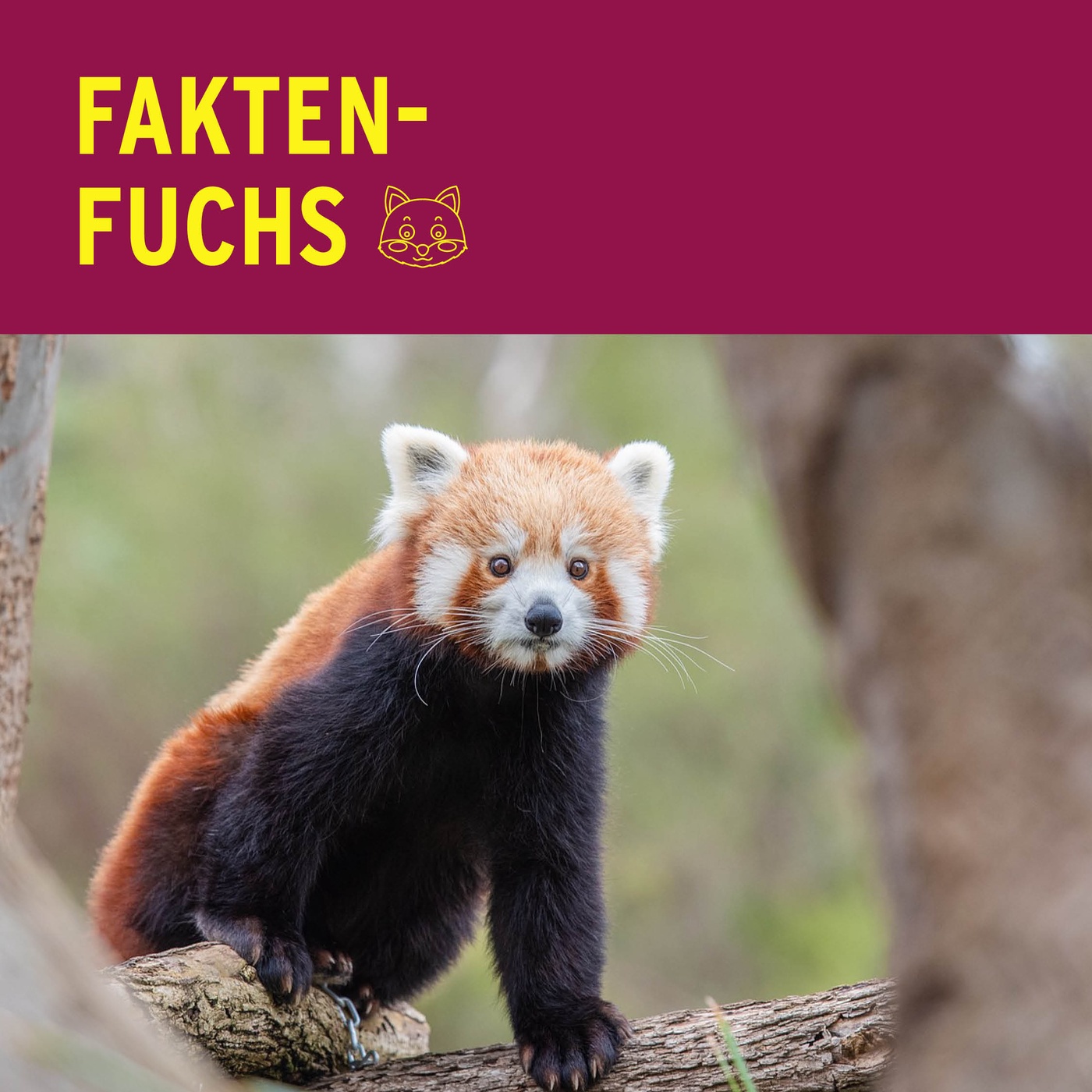 Faktenfuchs: Rote Pandas