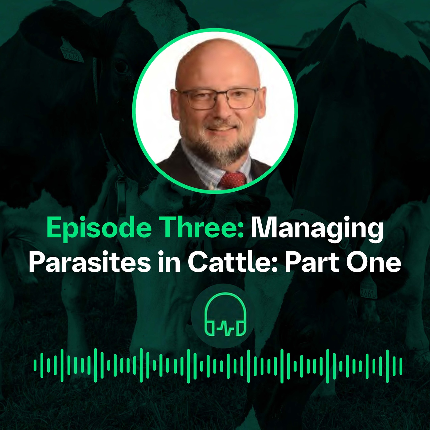 Managing Parasites in Cattle - P1 || Prise en charge des parasites chez les bovins - P1