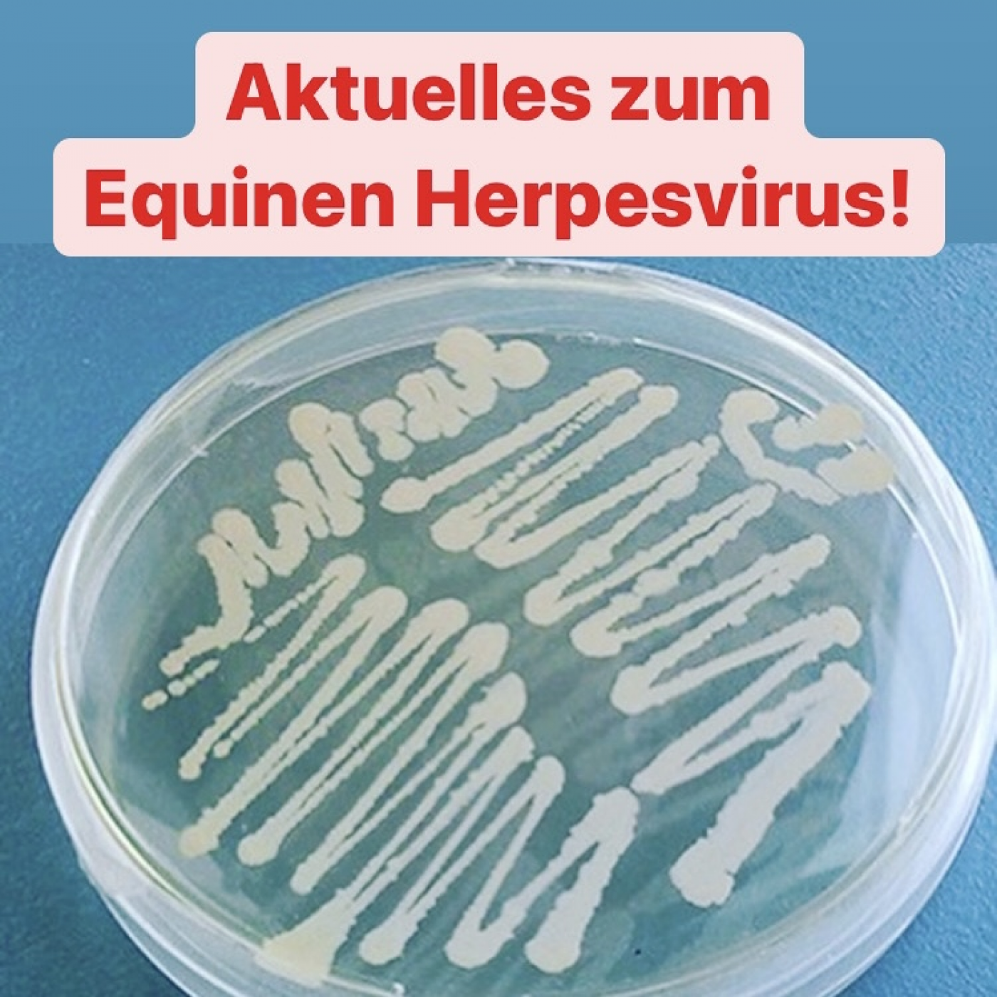 Aktuelles zum Equinen Herpesvirus!!!