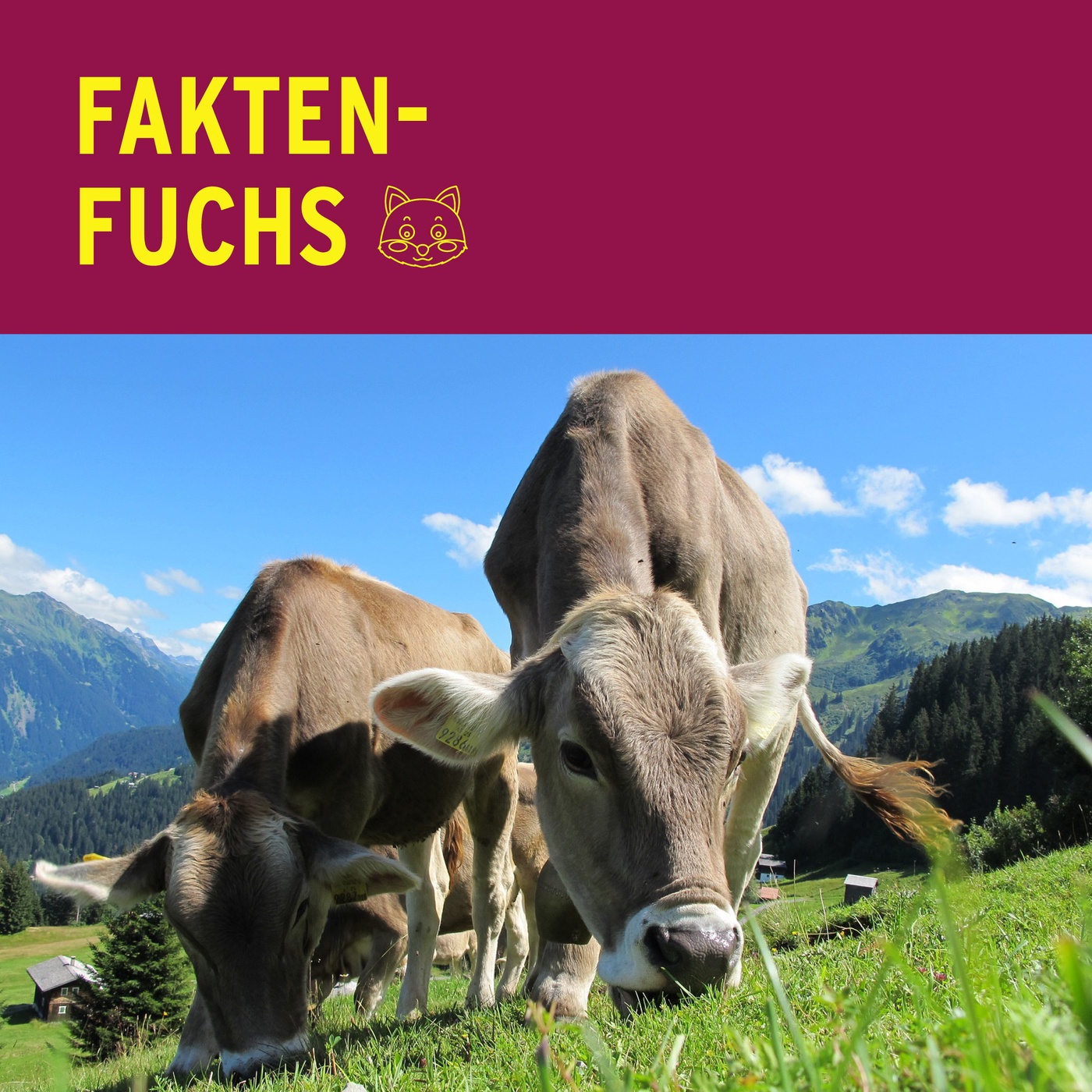 Faktenfuchs: Kühe