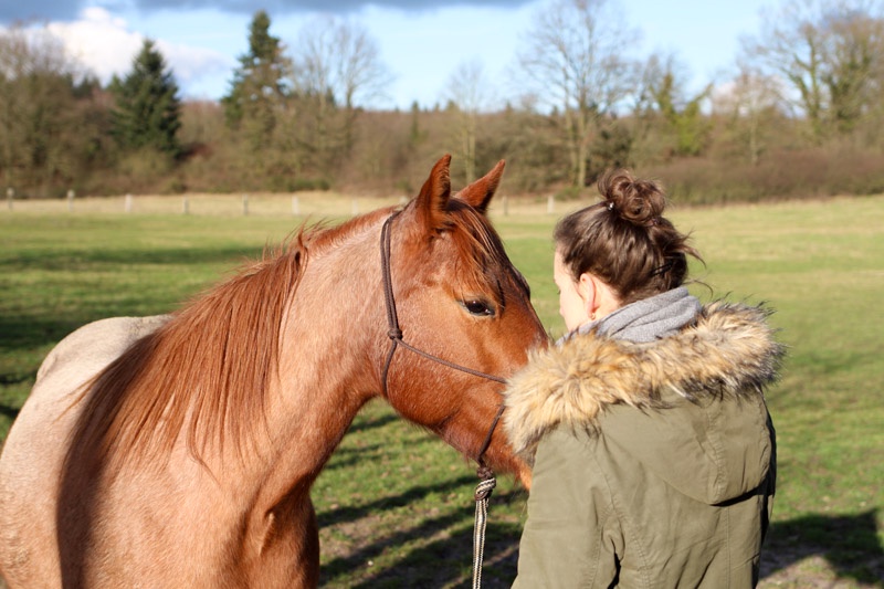 Wie du das Herz deines Pferdes gewinnen kannst