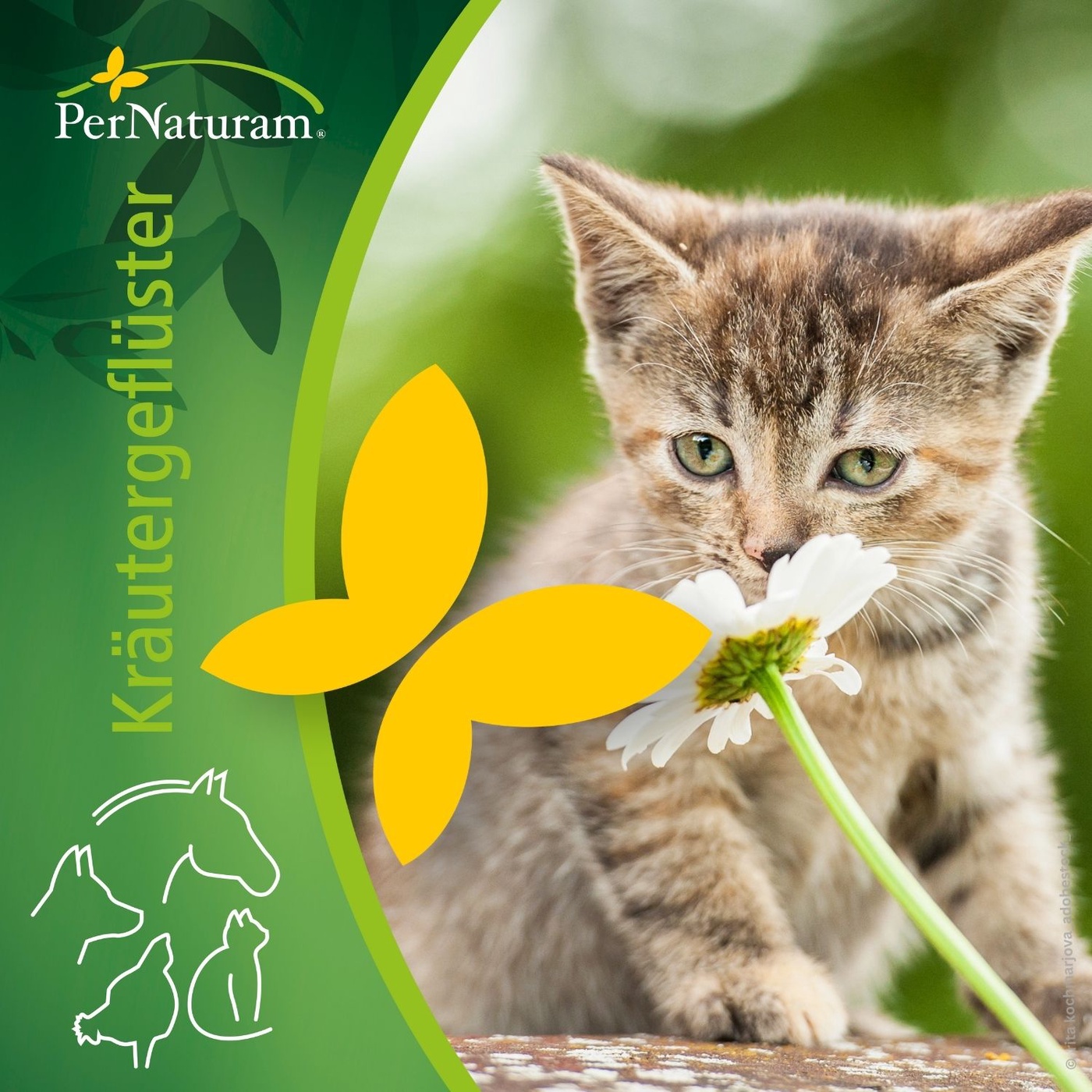 Aromatherapie bei Tieren