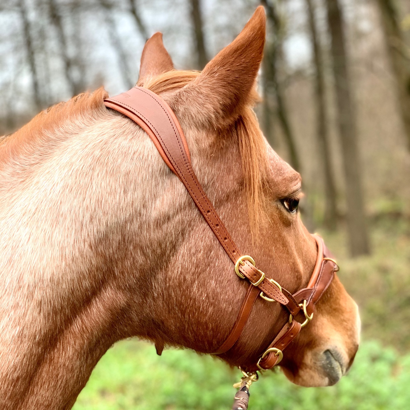 Wenn das Pferd reden darf