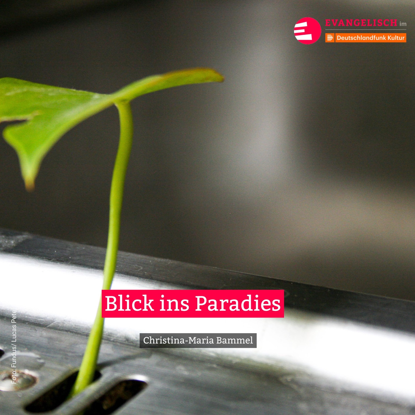 Blick ins Paradies