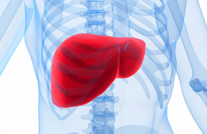 49_Die Leber - Der Regisseur unseres Stoffwechsels