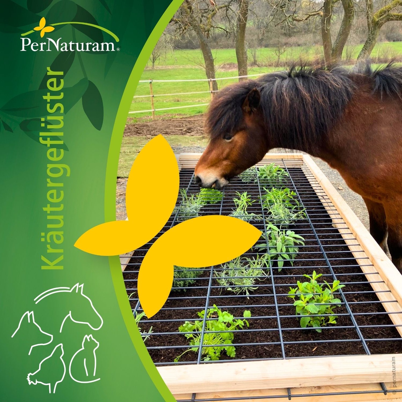 Kräuterkiste für Pferde