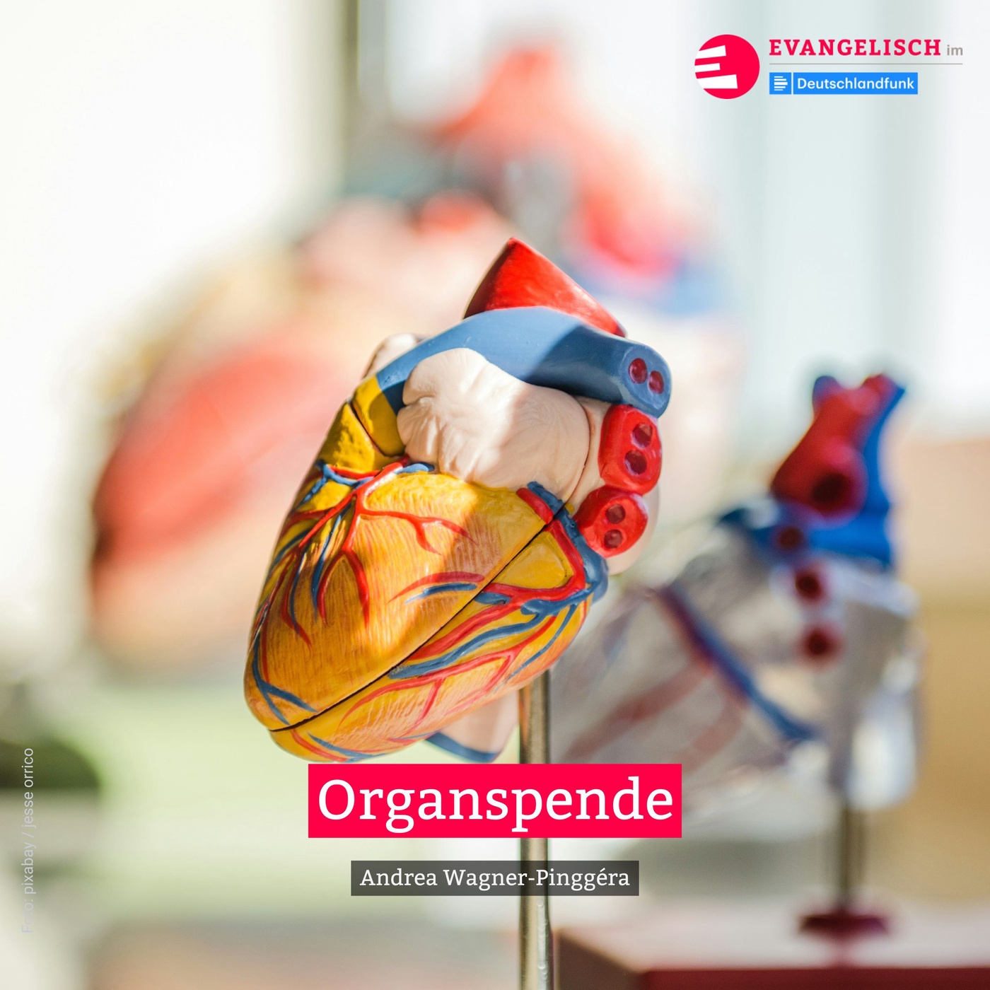 Organspende