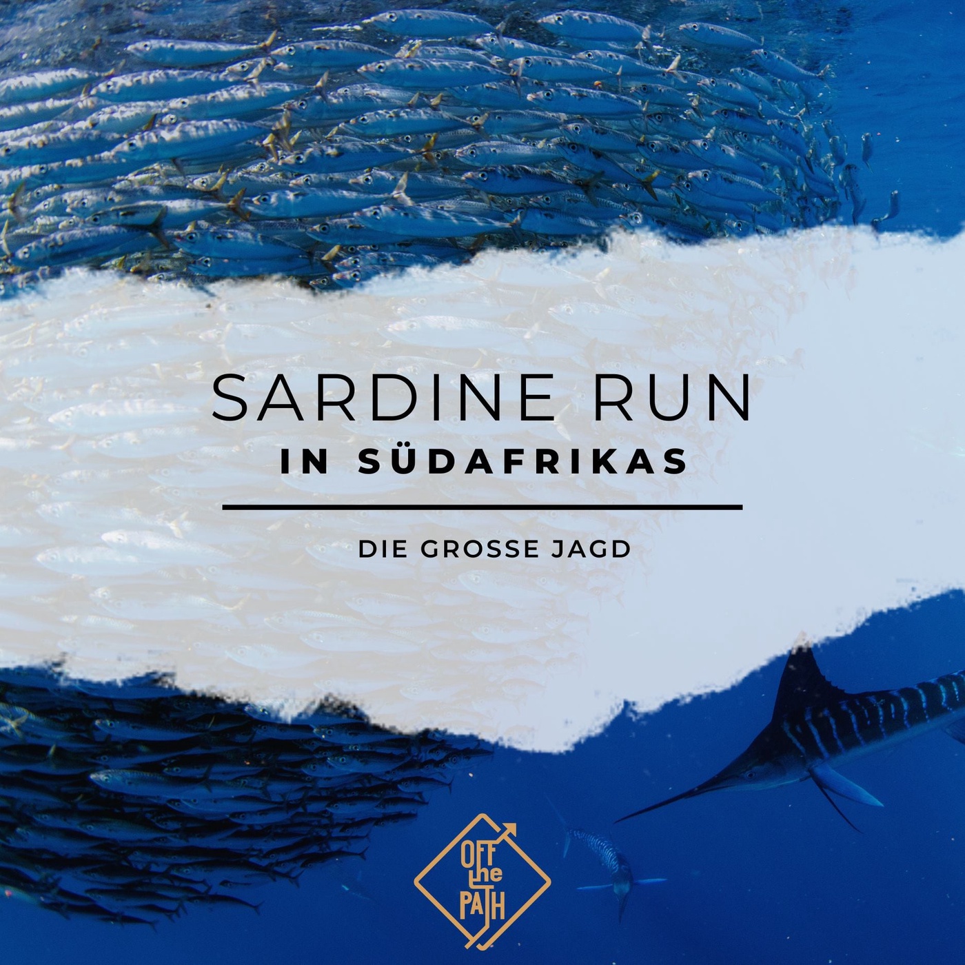 Die große Jagd: Sardine Run in Südafrikas Wild Coast