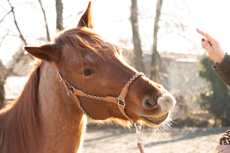 Merkwürdige Reiterwelt