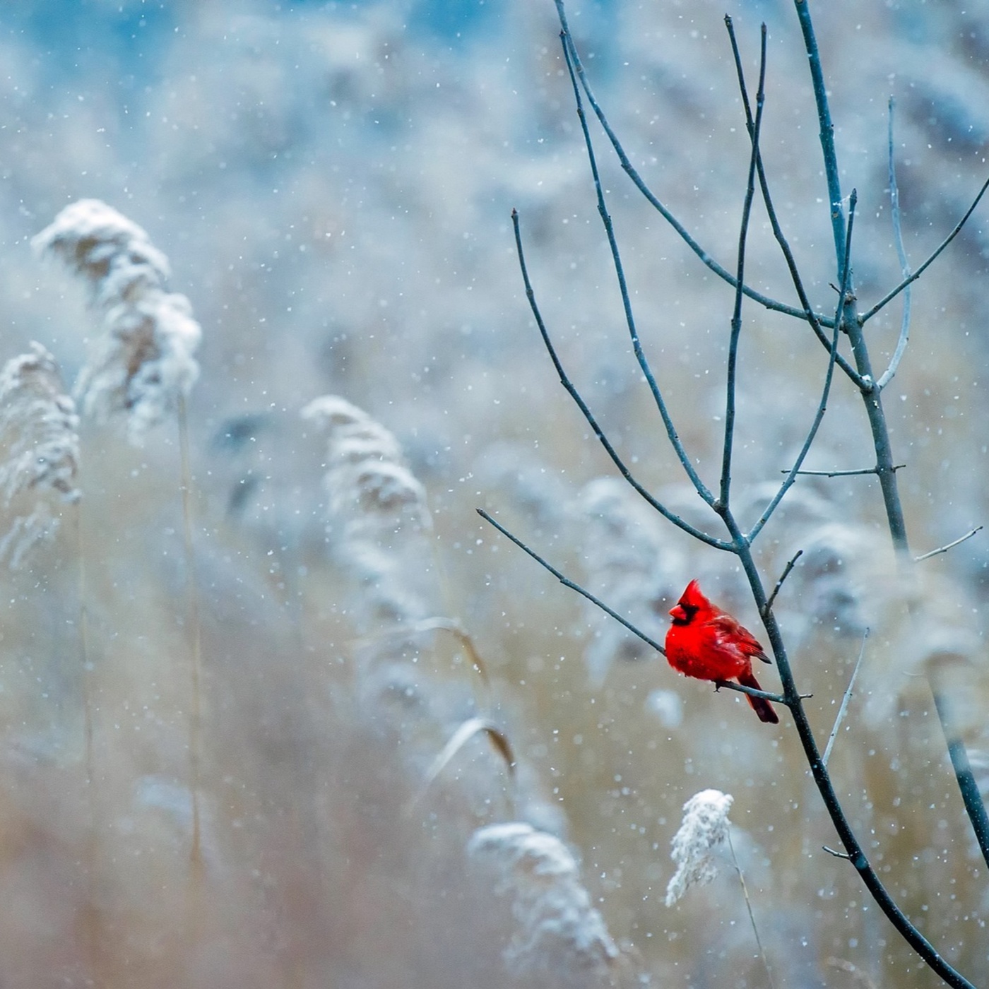 Adventkalender