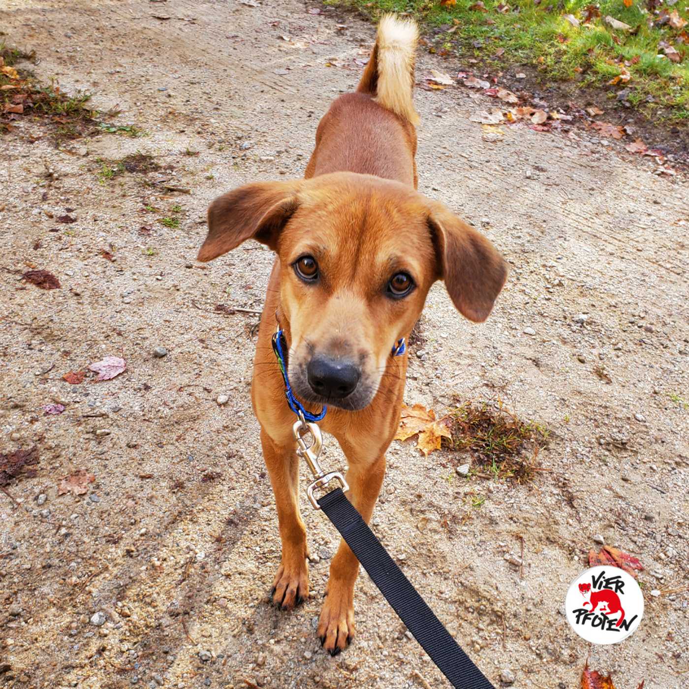 Hund Quentin – Vor dem Hundeschlachthaus gerettet