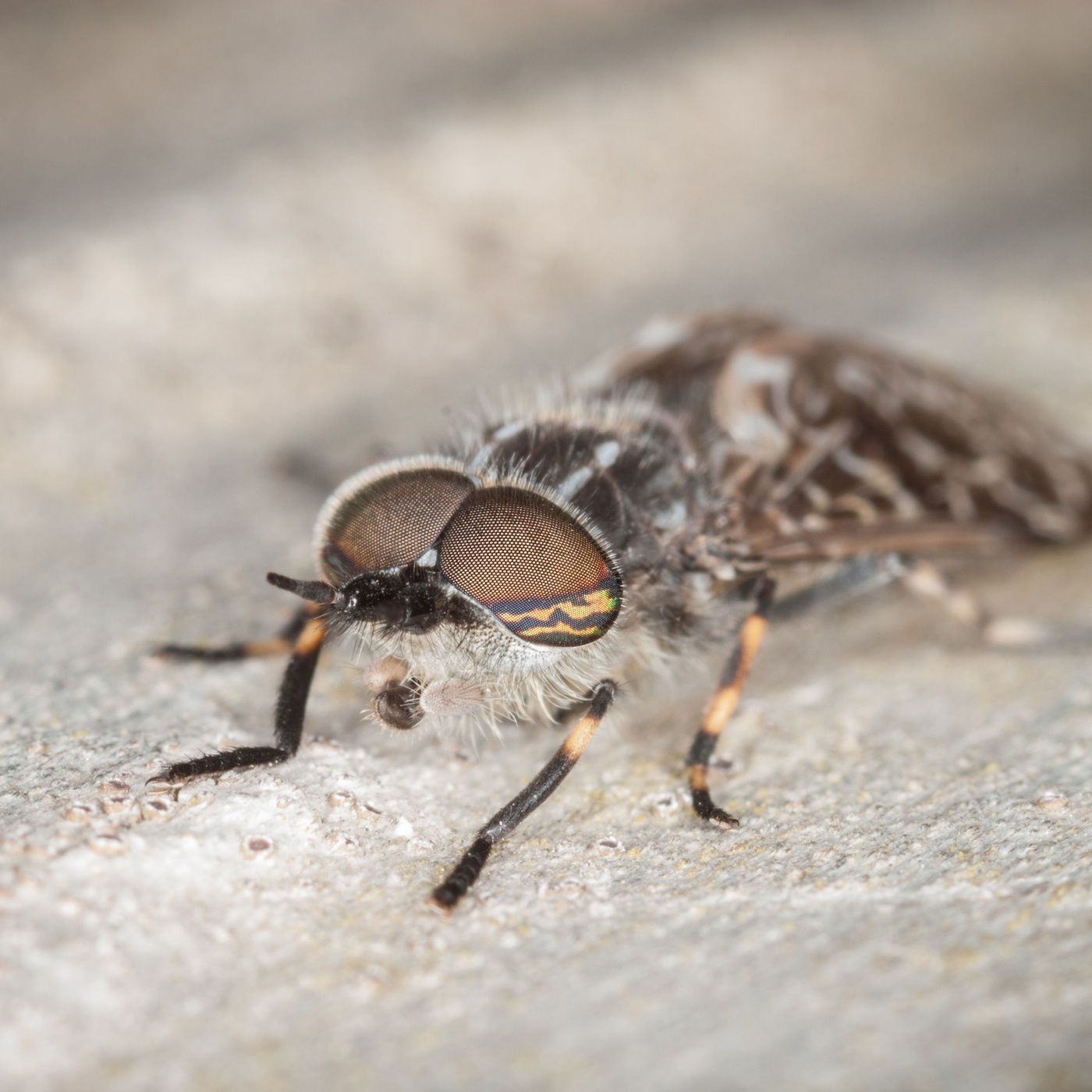 Bye Bye Pferdebremse!