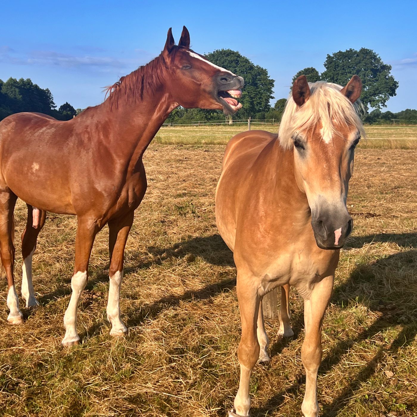 #459 Pferde tauschen = Besser reiten?