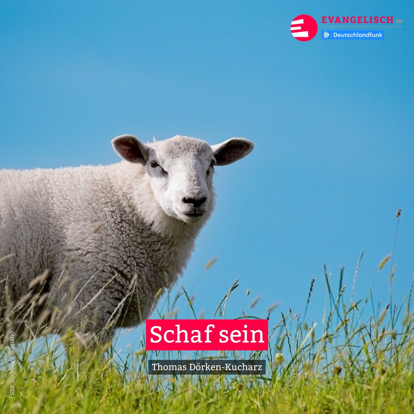 Schaf sein