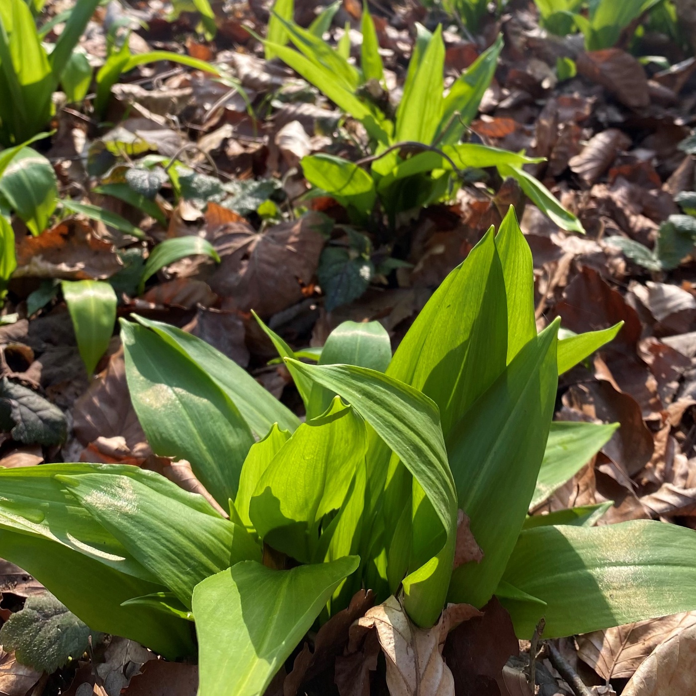 Weiter geht's. Nicht aufgeben, Motivationstiefs, Lügen, Bärlauch und Lauf-ABC zum Mitmachen. 