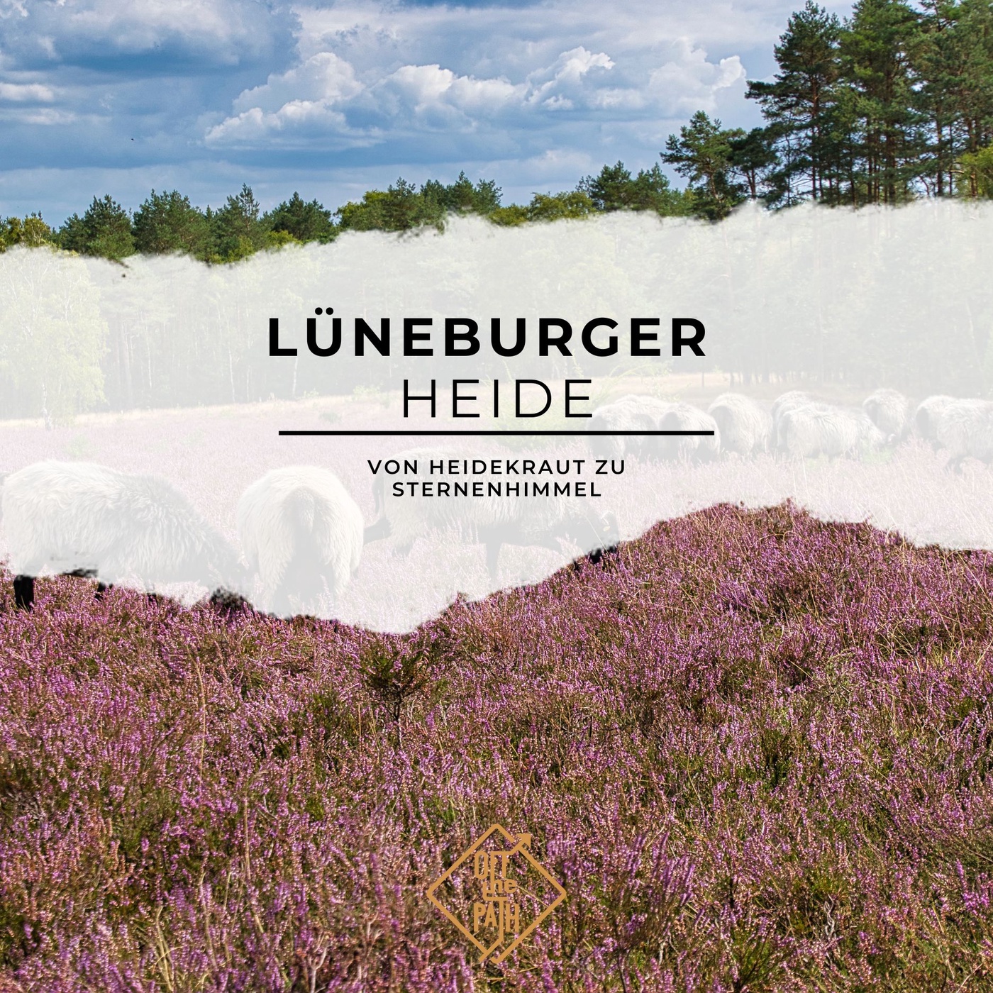 Von Heidekraut zu Sternenhimmel: Die Lüneburger Heide erleben