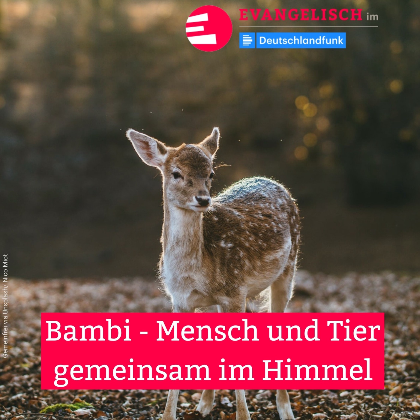 Bambi - Mensch und Tier gemeinsam im Himmel