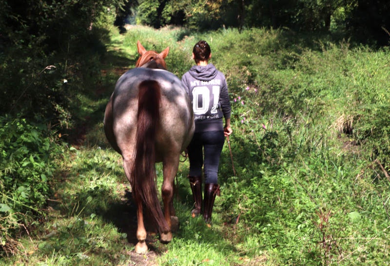 Pferd grasen lassen - so gehts!