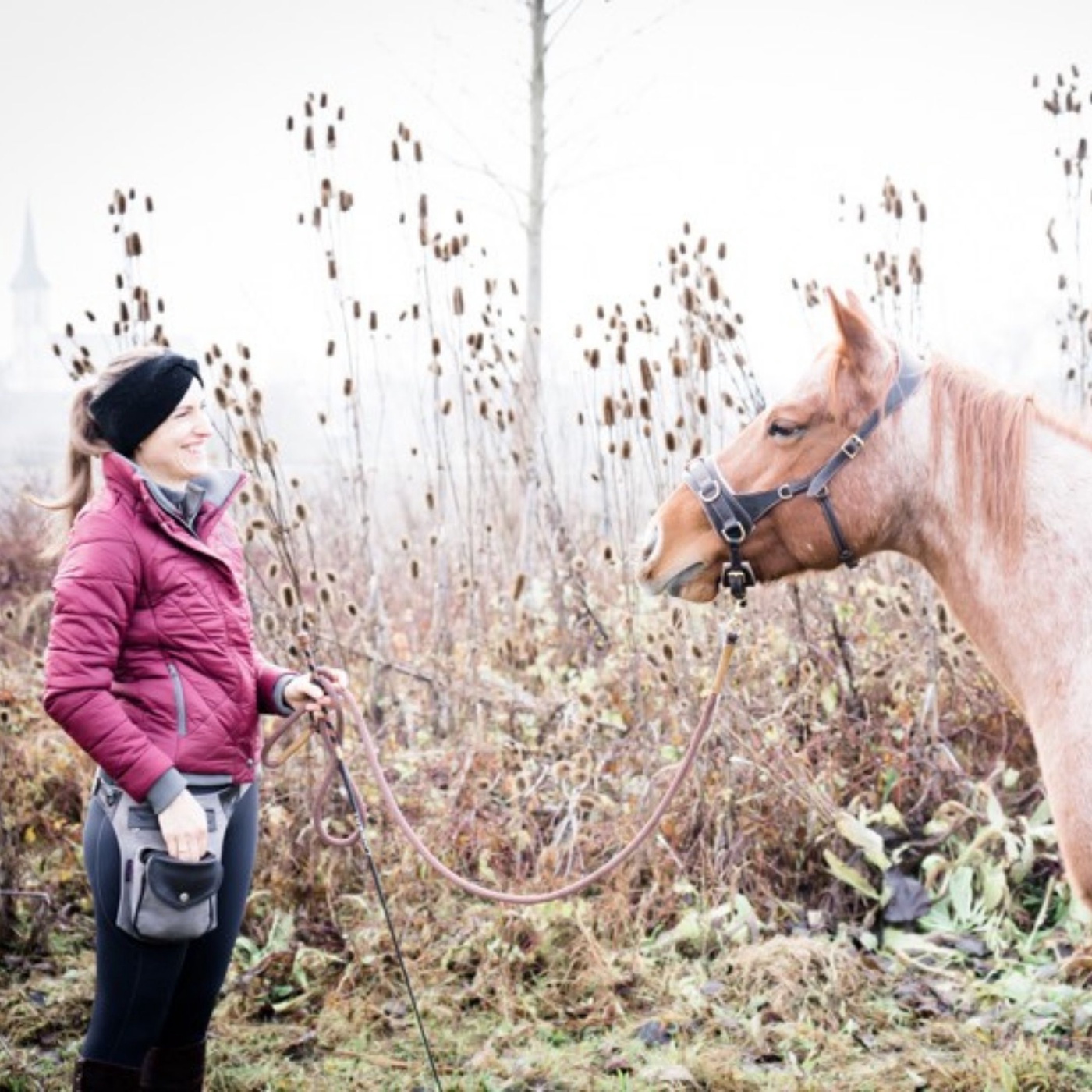 Pferden richtig Zuhören