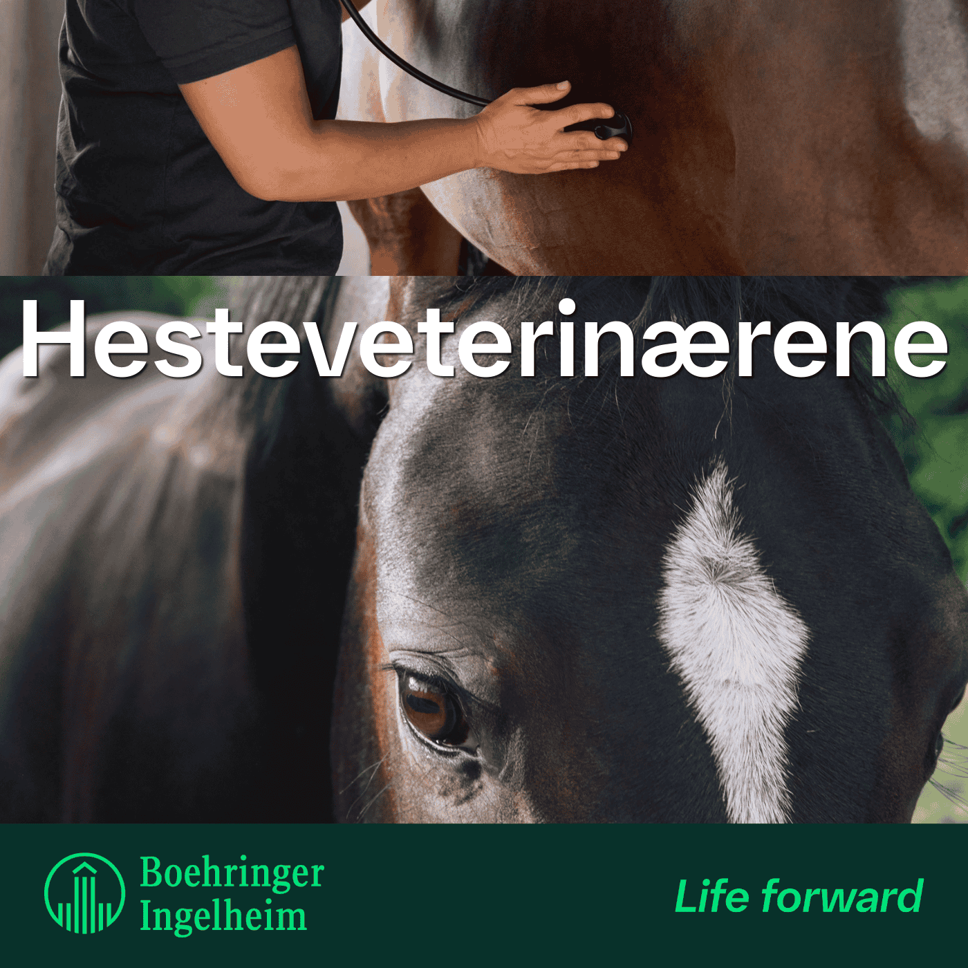 Hesteveterinærene