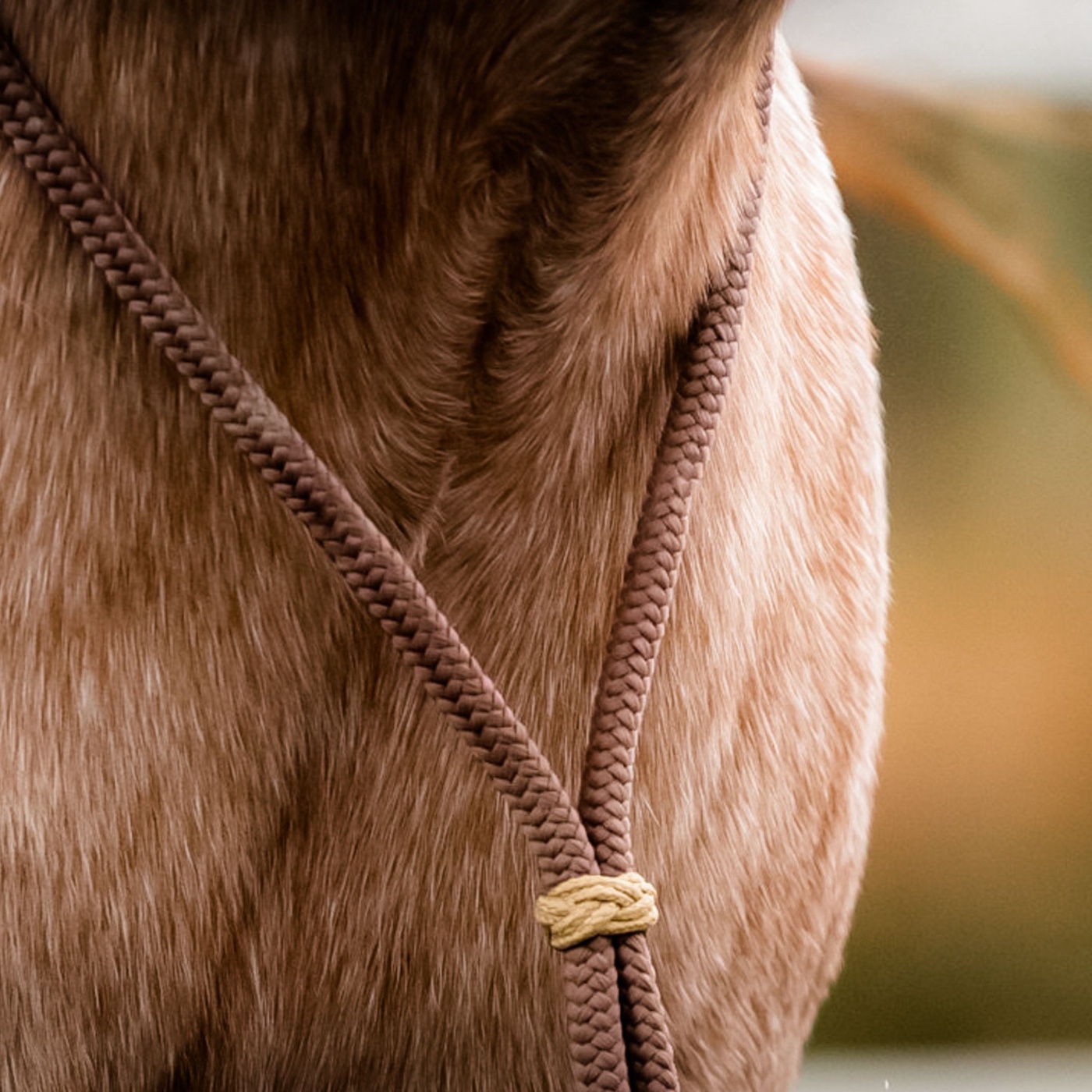 Wie du mit deinem Pferd eine schöne Kommunikation aufbaust