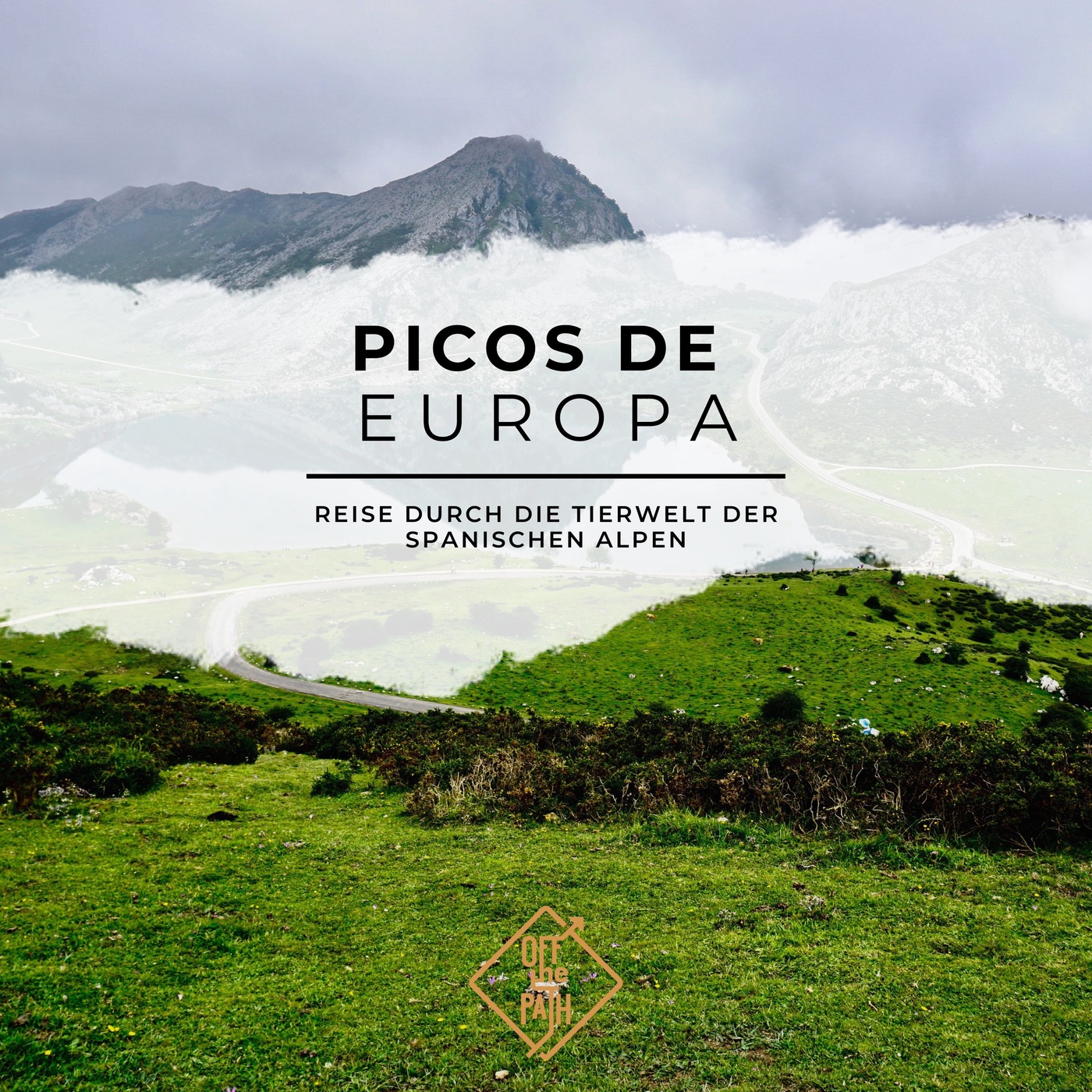 Unterwegs auf dem Picos de Europa: eine Reise durch die Tierwelt der spanischen Alpen