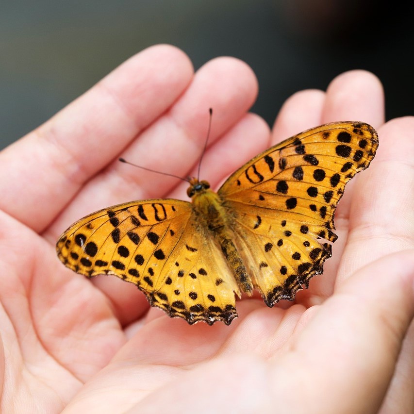 Menschen, die Gott glauben schenken, erleben eine Metamorphose