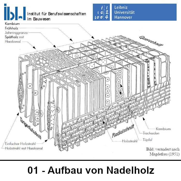 01 Aufbau von Nadelholz