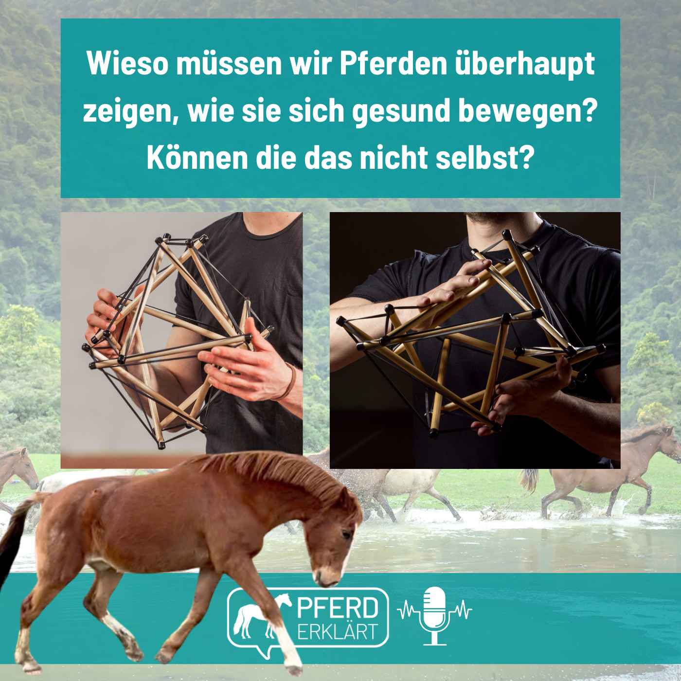 Wieso müssen wir den Pferden überhaupt zeigen, wie sie sich gesund bewegen? Können die das nicht selbst?