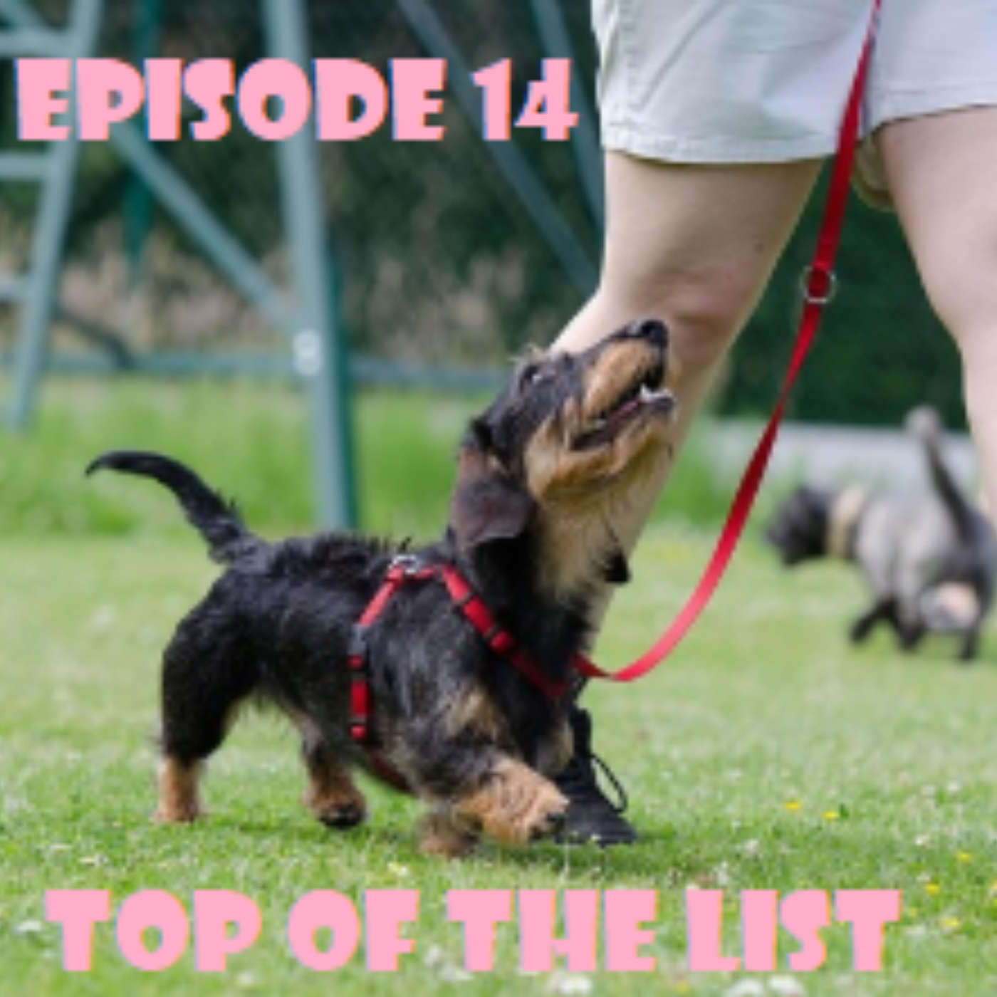 Episode 14 - In der Hundeschule