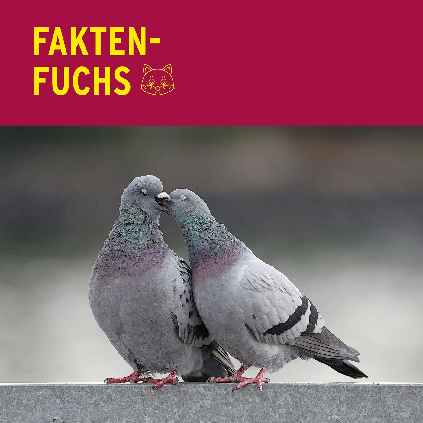 Faktenfuchs: Tauben 