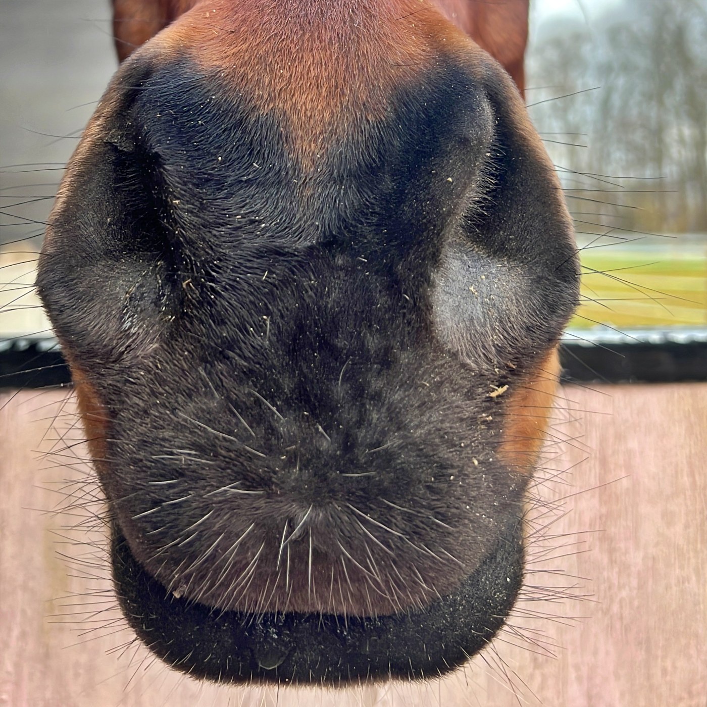 #424 Darth Vader im Offenstall: Wenn Pferde inhalieren