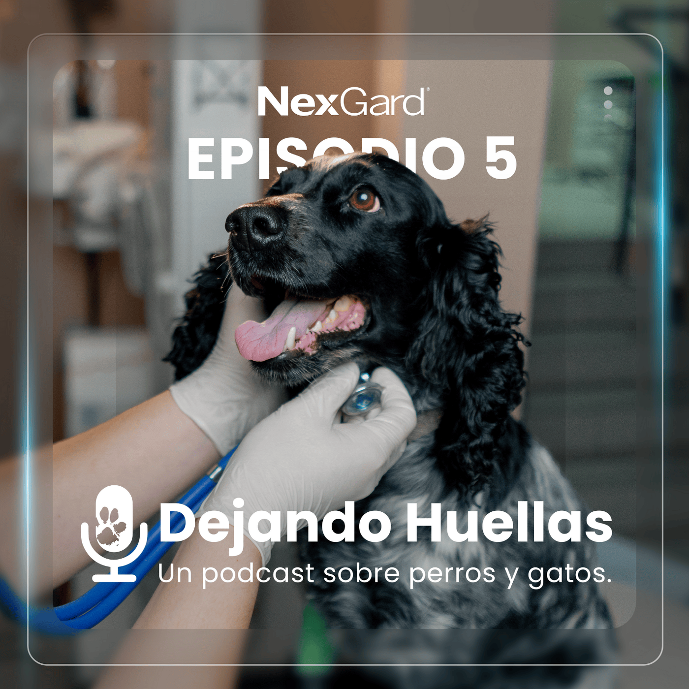 El lenguaje silencioso del dolor en perros y gatos